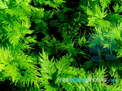 Freshness Green Of Selaginella Involvens Fern Stock Photo