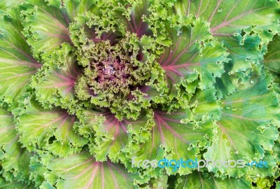 Freshness Ornamental Kale And Cabbage Stock Photo