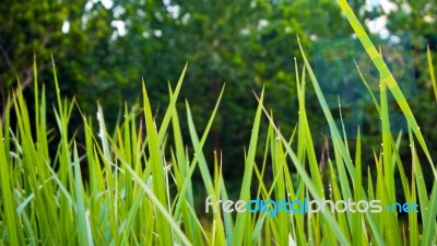 Freshness Vetiver Grass Blade Stock Photo