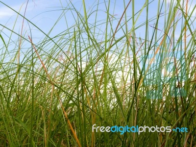 Freshness Vetiver Grass Blade In The Countryside Stock Photo