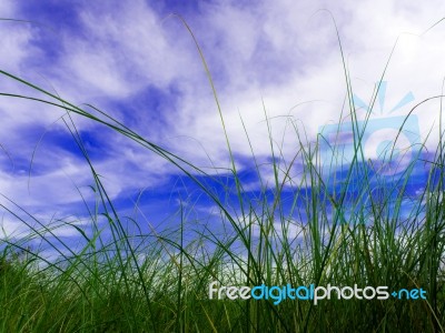 Freshness Vetiver Grass Blade In The Countryside Stock Photo