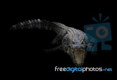 Freshwater Crocodile In The Dark Stock Photo