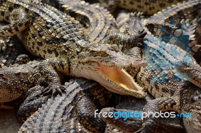 Freshwater Crocodile, Siamese Crocodile (crocodylus Siamensis) Stock Photo