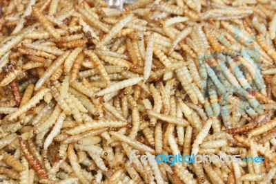 Fried Bamboo Larvas Stock Photo