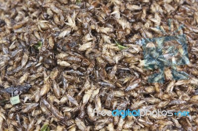 Fried Crickets Stock Photo