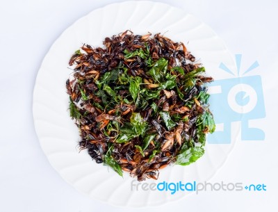 Fried Insects On White Dish  , Exotic Asian Food Isolated On White Background Stock Photo