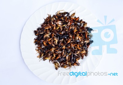 Fried Insects On White Dish  , Exotic Asian Food Isolated On White Background Stock Photo