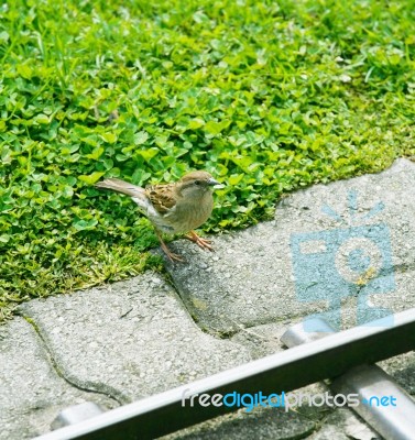 Friendly Song Thrush Feeding Stock Photo