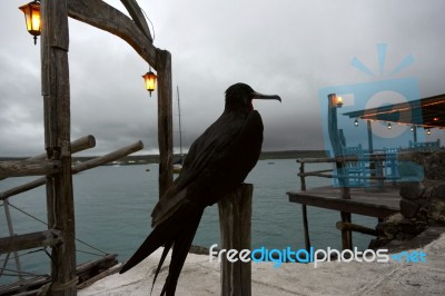 Frigate Bird, Ecuador, Galapagos, Santa Cruz, Puerto Ayora Stock Photo