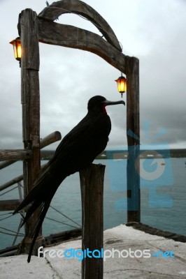 Frigate Bird, Ecuador, Galapagos, Santa Cruz, Puerto Ayora Stock Photo