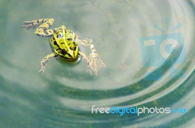 Frog Stock Photo