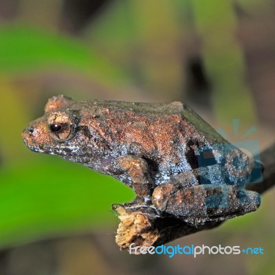 Frog Stock Photo