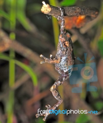 Frog Stock Photo