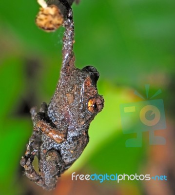 Frog Stock Photo