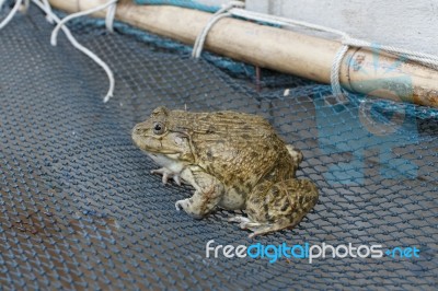 Frog Stock Photo