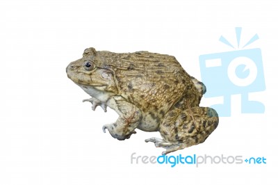 Frog Stock Photo