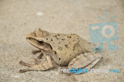 Frog Stock Photo