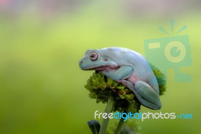 Frog, Dumpy Frog, Mammals, Nature, Stock Photo