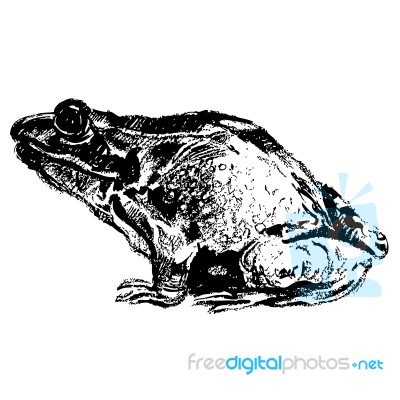 Frog Hand Drawn Stock Image