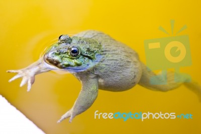 Frog In Pond Stock Photo