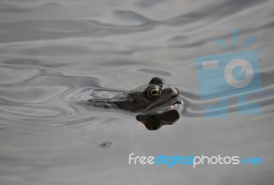 Frog In Pond Stock Photo