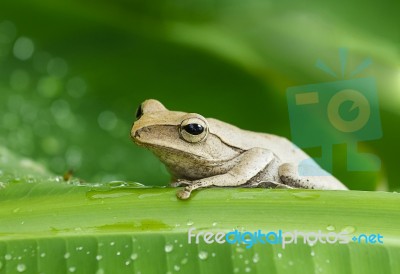 Frog In The Wild Stock Photo