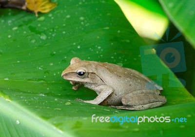 Frog In The Wild Stock Photo