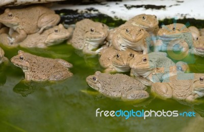 Frogs In The Pond Stock Photo