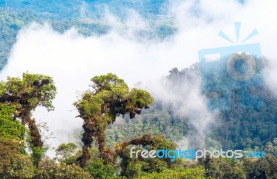 From Andes To Amazon, View Of The Tropical Rainforest, Ecuador Stock Photo