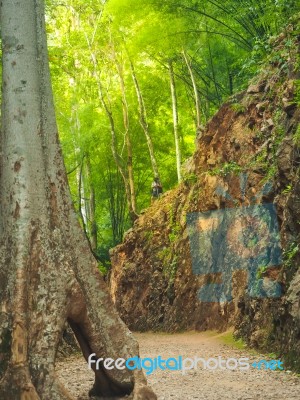 Front Of Big Tree, Back Have Photographer Take A Photo With Camera On Stone Height Hills In The Forest, Rays Of The Sunlight On Forest Stock Photo