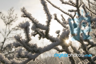 Frost Stock Photo