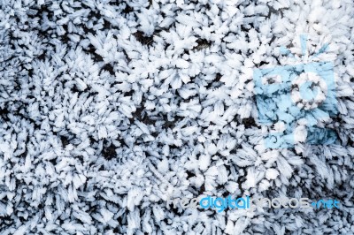 Frost On Growning On Rocks Stock Photo