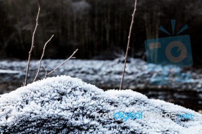 Frost On Growning On Rocks Stock Photo