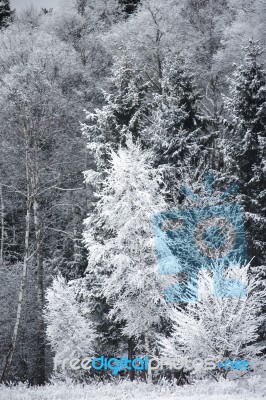 Frost On The Trees At The Forest Edge Stock Photo