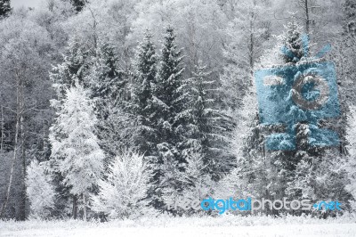 Frost On The Trees At The Forest Edge Stock Photo