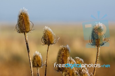 Frost Tipped Teasels (dipsacus) Stock Photo