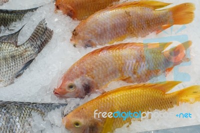 Frozen Fish Stock Photo