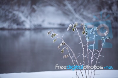 Frozen Grass Close Up On A Riverbank. Winter Misty Cloudy Snowy Stock Photo