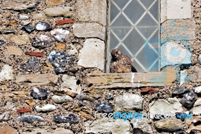 Frozen Kestrel Sheltering From The Bitter Wind Stock Photo