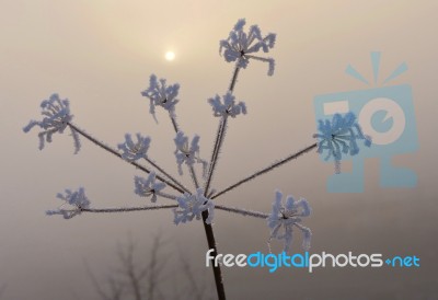 Frozen Plant Stock Photo