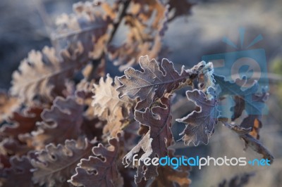 Frozen Tree Stock Photo