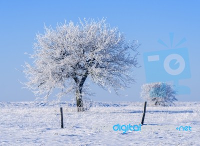 Frozen Trees Stock Photo