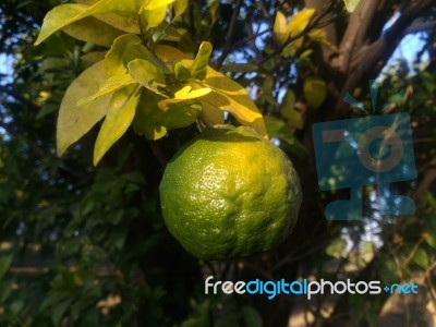 Fruit Stock Photo