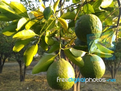 Fruit Stock Photo