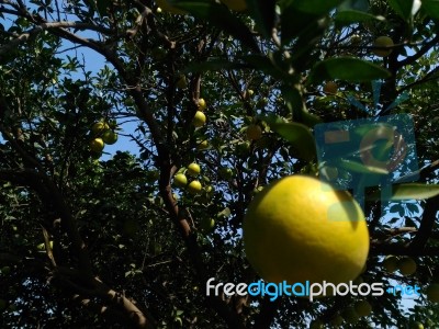 Fruit Stock Photo