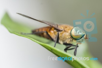 Fruit Fly Stock Photo