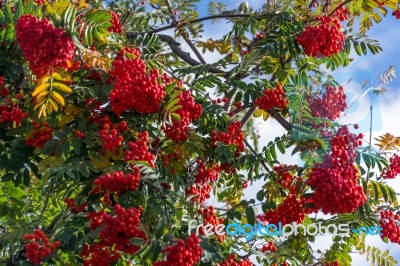 Fruit Of The Rowan Or Moutain Ash Tree Stock Photo