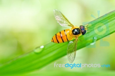 Fruit Or Flower Flies Stock Photo