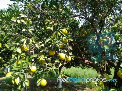 Fruit Tree Stock Photo