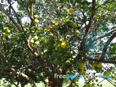 Fruit Tree Stock Photo